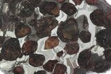 Sericho Pallasite Meteorite ( g) Slice - Kenya #382943-1